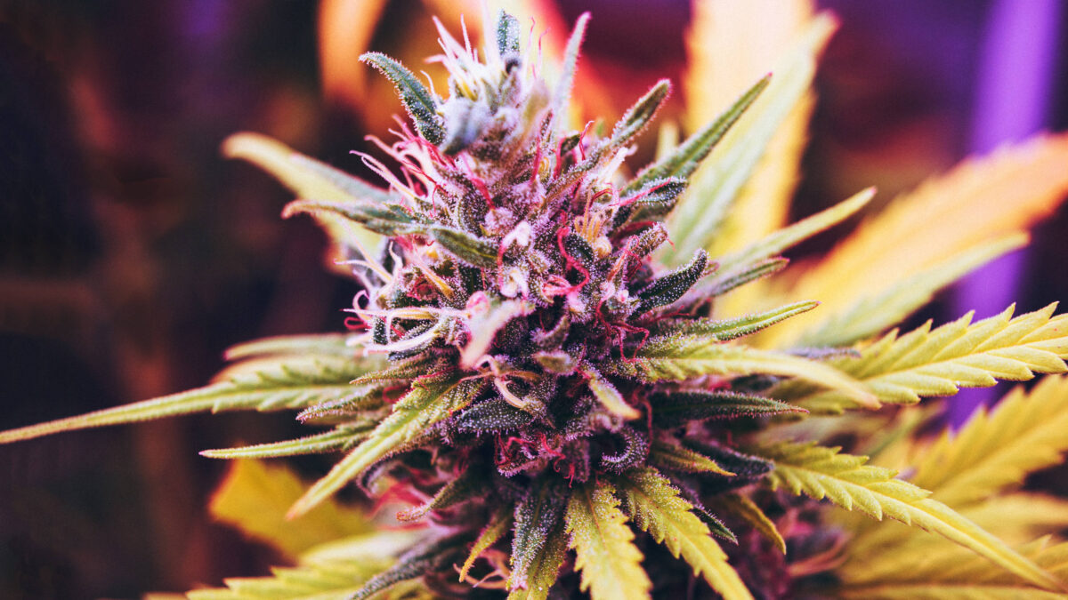 Cannabis-Gender-Gap_16x9.jpg