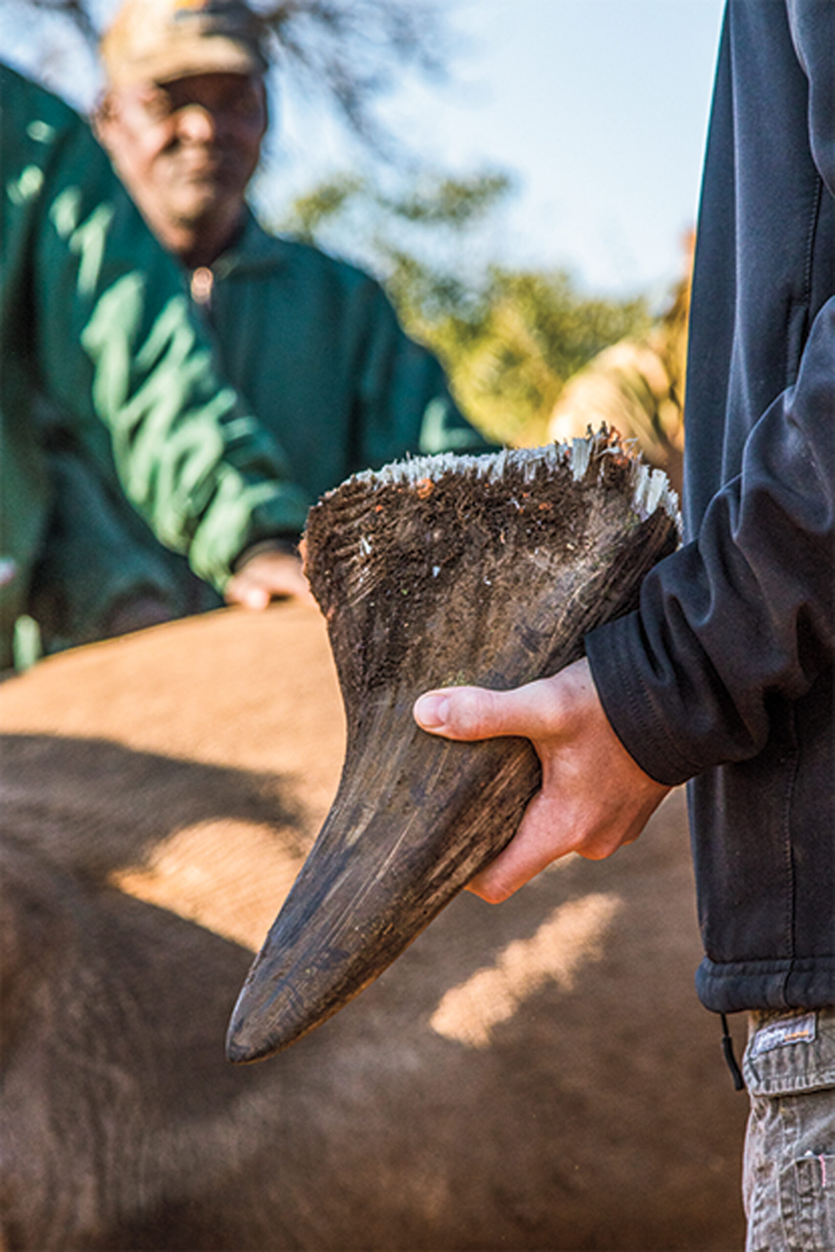 Hearts-and-Minds-and-Rhino-Horns embed04B