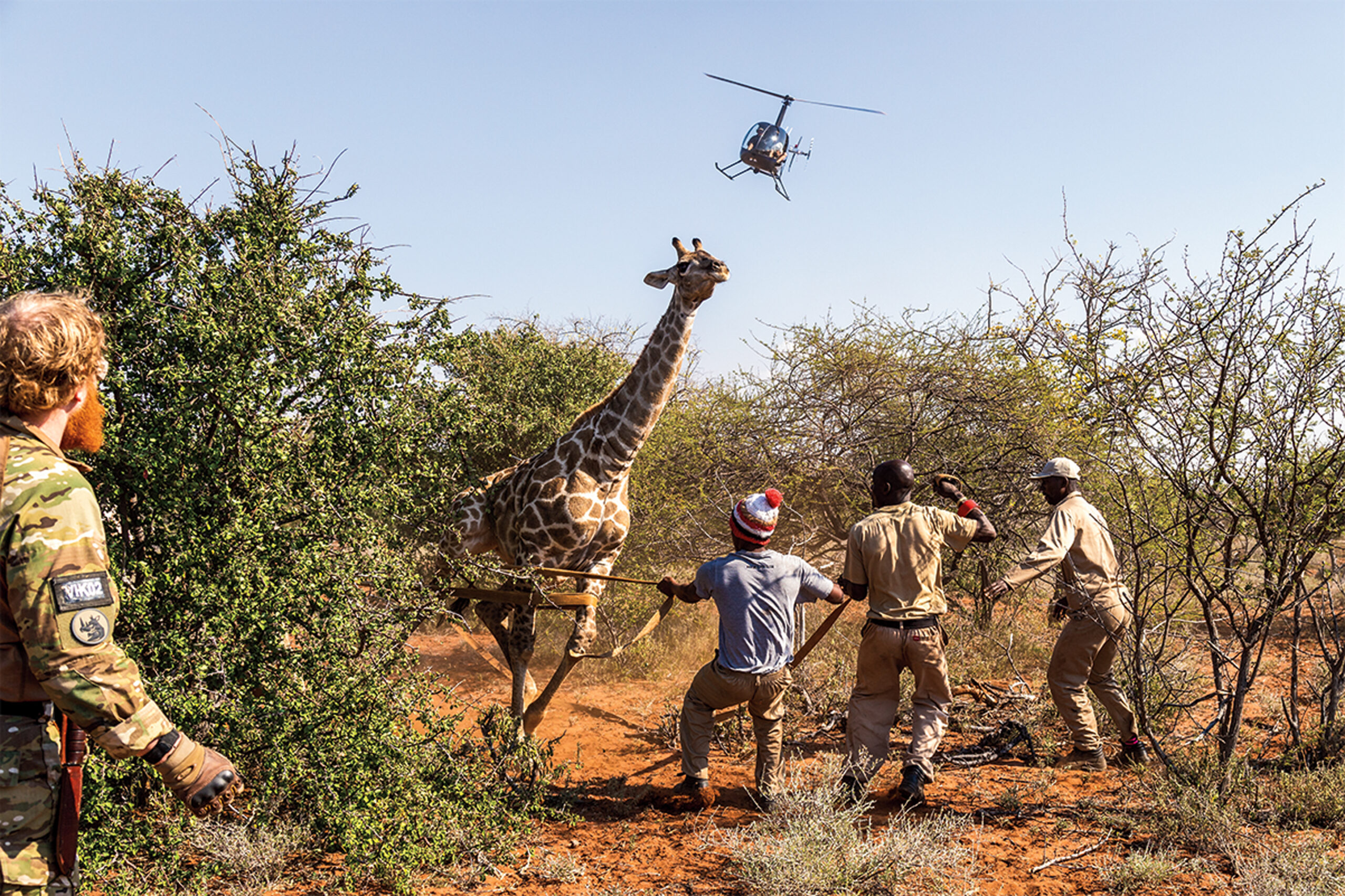 Hearts-and-Minds-and-Rhino-Horns embed06