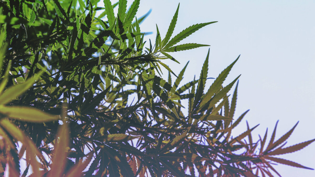 cannabis_16x9.jpg